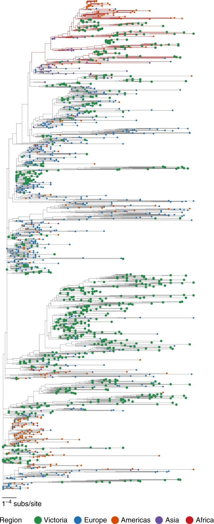 Phylogenetic tree from the lab’s paper in Nature